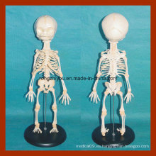 Anatomía Esqueleto Infantil Modelo